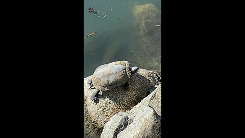 Red-Eared Slider Turtles 🐢 #redearedslider #followme #shorts #viral #trending #turtles #turtle