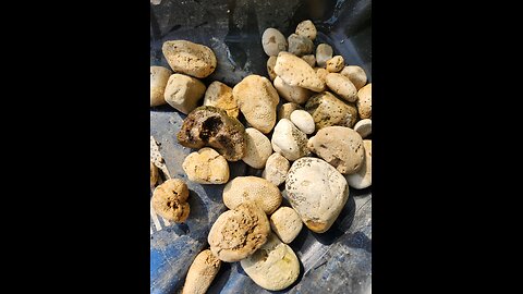 How to find a fossil fast