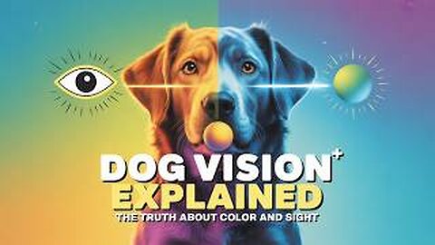 Dog Vision Explained: The Truth About Color and Sight #DogVisionExplained #DogColorBlindness #dog