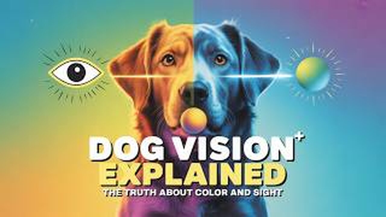 Dog Vision Explained: The Truth About Color and Sight #DogVisionExplained #DogColorBlindness #dog