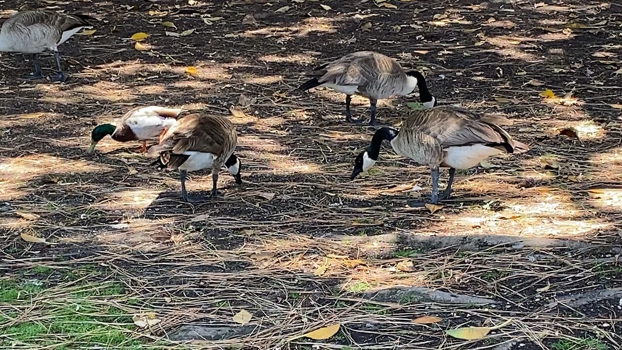 Canada Goose 🪿 & Mallard Ducks 🦆 & Squirrel 🐿️ June-7-2025