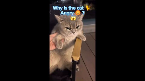 What made this cat angry? #cats #catshorts #catvideo #cutebaby #cutecat
