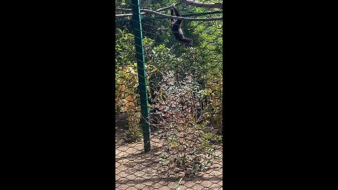 I’ve recorded White-Handed Gibbon monkey 🐒 #shorts #followme #trending #viral #monkey