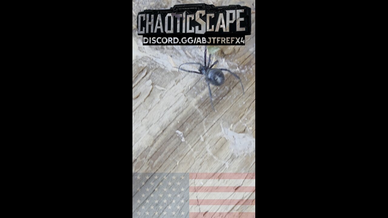 Deck Work Gone Wrong: A Creepy Black Widow Surprise! #usa #nature #spider #bug
