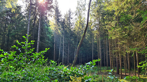 Sunny Day Hike through a Beautiful Forest after the Storm | Relaxing ASMR