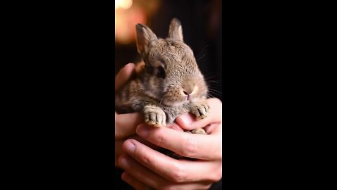 animals lover