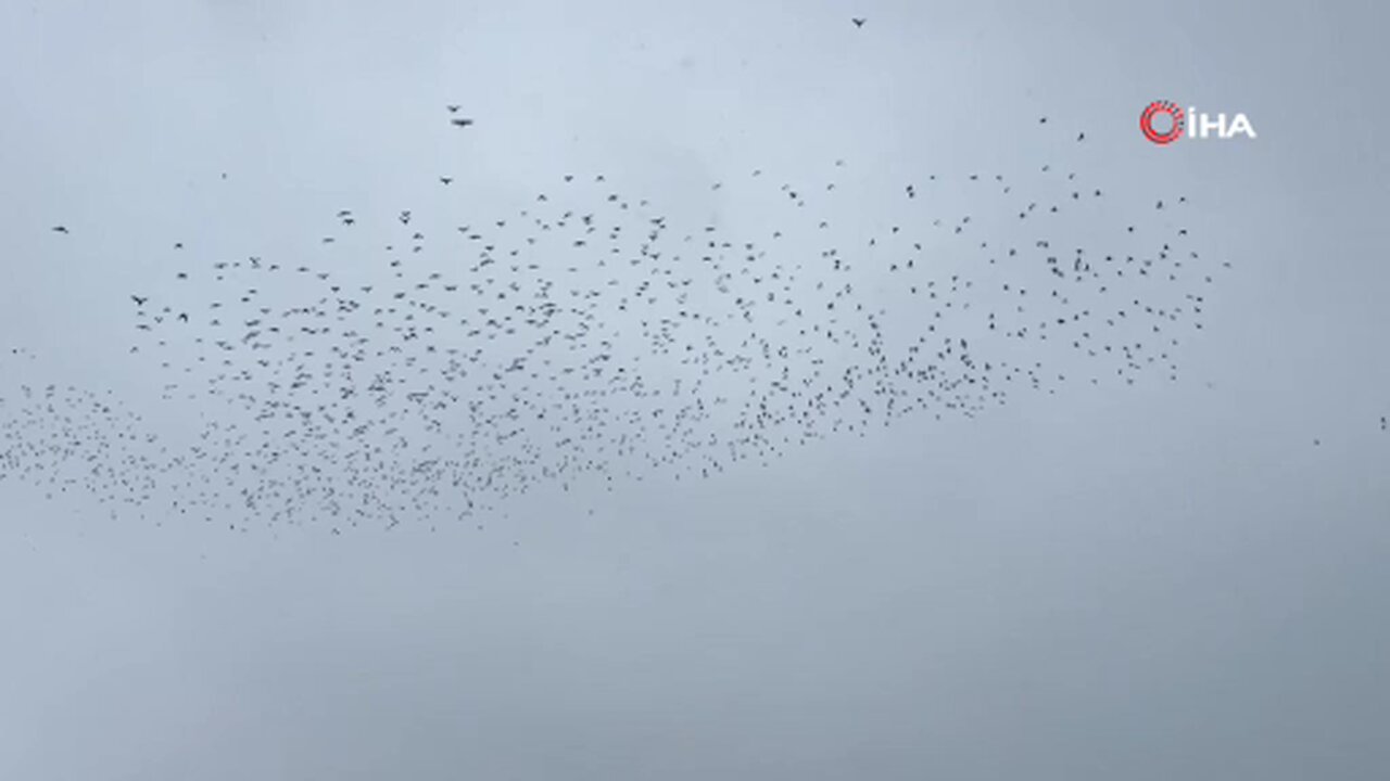 Tatvan'a kış ortasında kuş akını