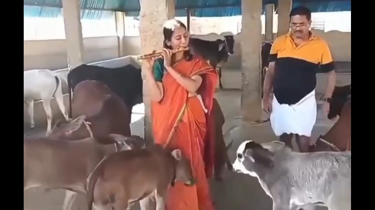 #Hare krishna# #animal Love# #Love#❤️ #Cow# ❤️