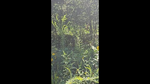 Fawn in the Woods
