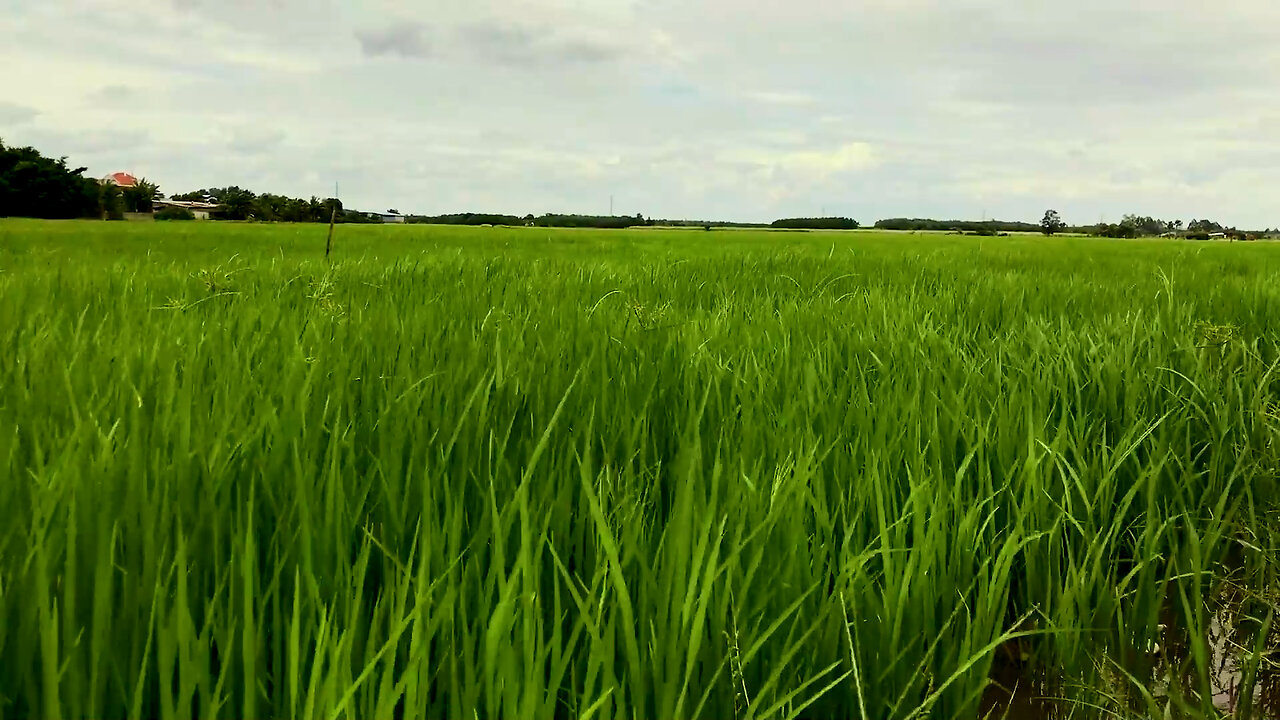 The sound of the wind blowing through the fields, the sound of nature, ASMR, black screen