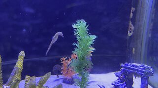 Seahorse