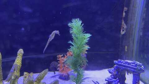 Seahorse