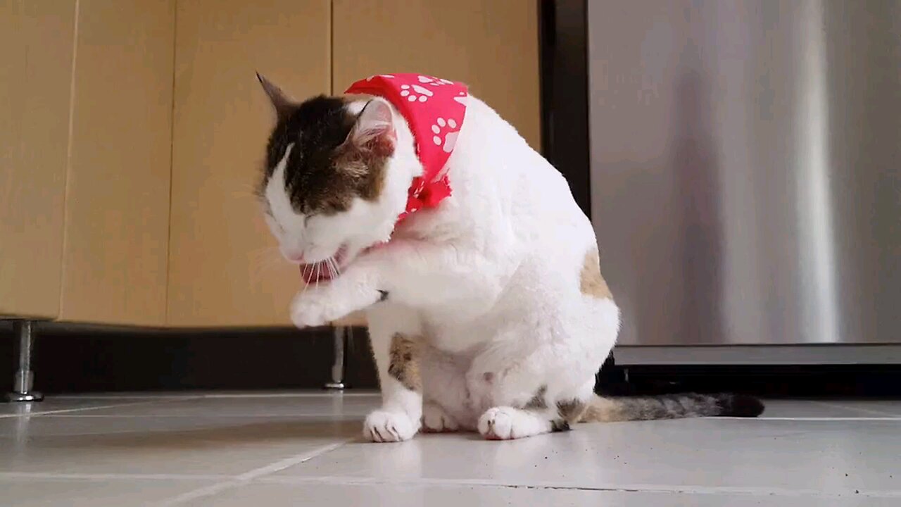 Adorable white cat cleaning himself after eating