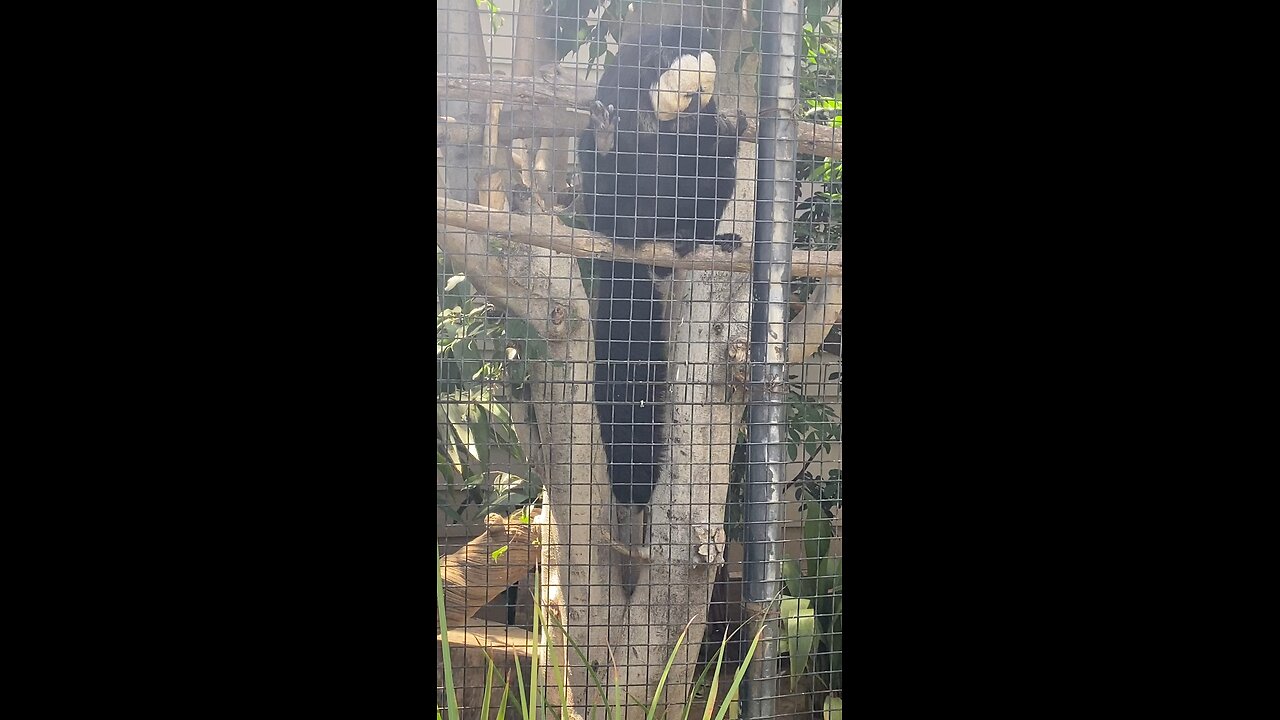 white-faced saki monkey 🐒 #primate #shorts #viral #followme #trending