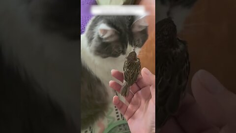 Sparrow caught up in a driving car to ask for help