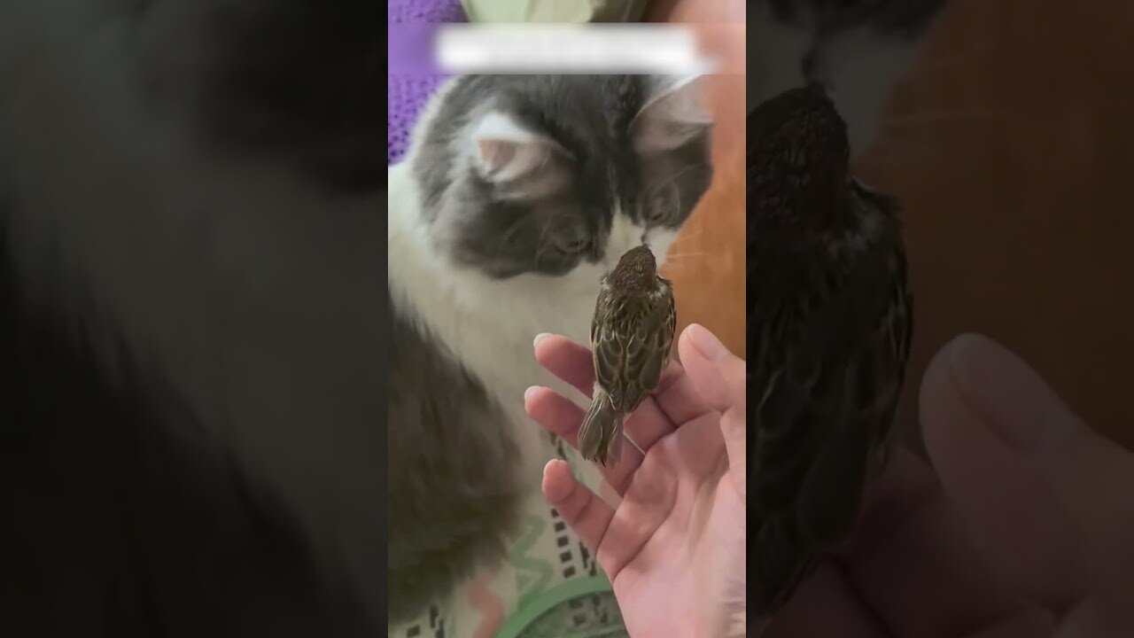 Sparrow caught up in a driving car to ask for help