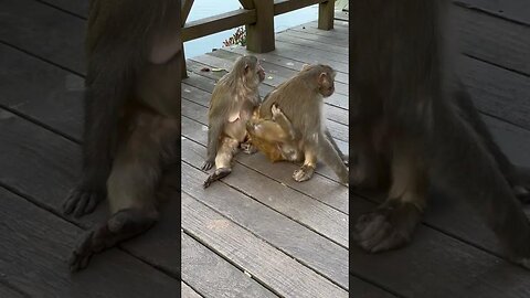 Funny monkey #50