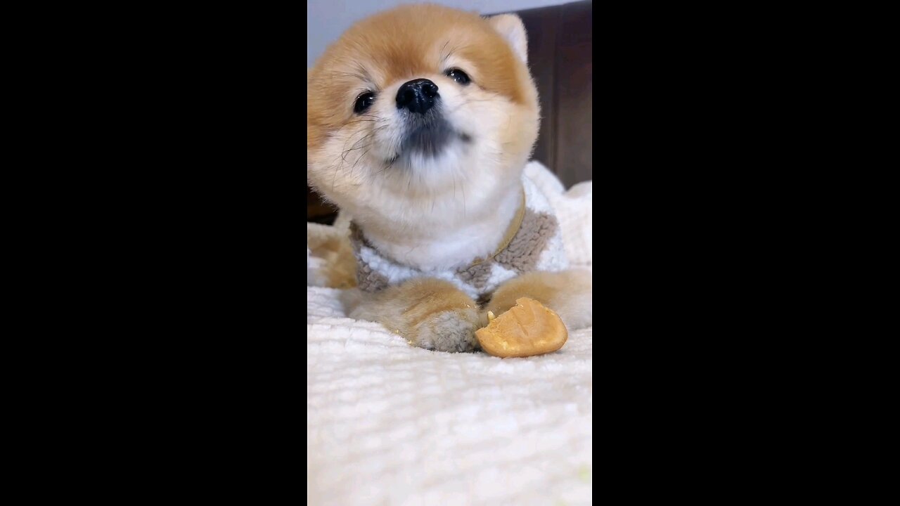Cute animals