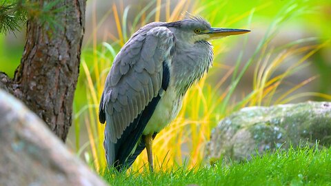Juvenile Grey Heron Taking it Easy on a Beautiful Day