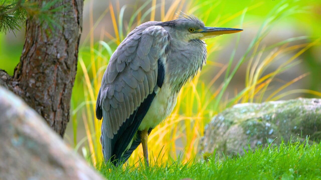 Juvenile Grey Heron Taking it Easy on a Beautiful Day