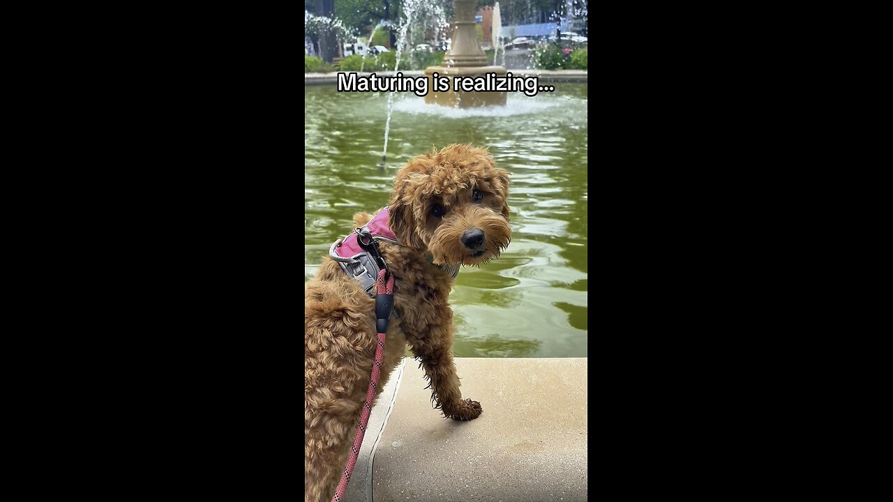 Growing Up Means Realizing You Just Need Your Dog 🐾