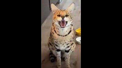 Exotic Animals That You Can Legally Own