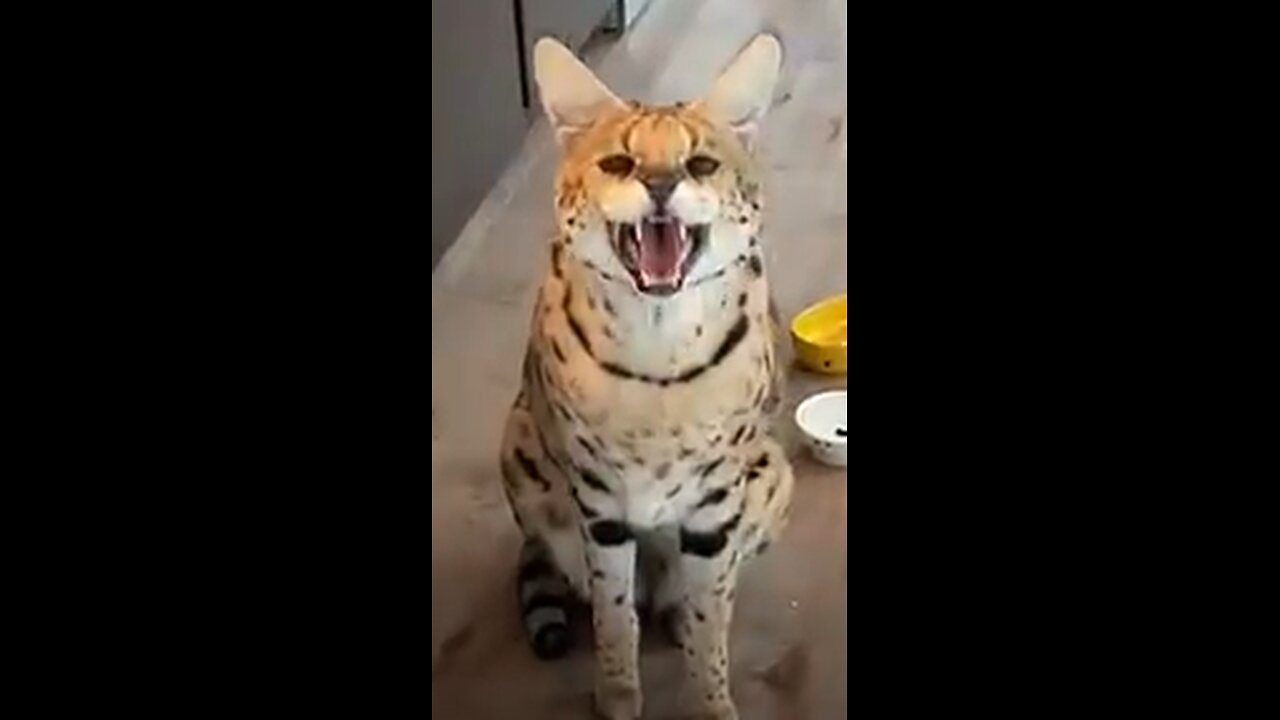 Exotic Animals That You Can Legally Own