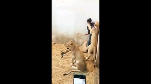 A lion attacked a civilian.