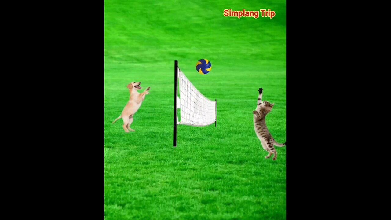 Simplang Trip 31: Here’s how cat and dog got their friendship.