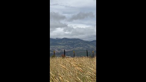 A field of tall grass with mountains in the background
