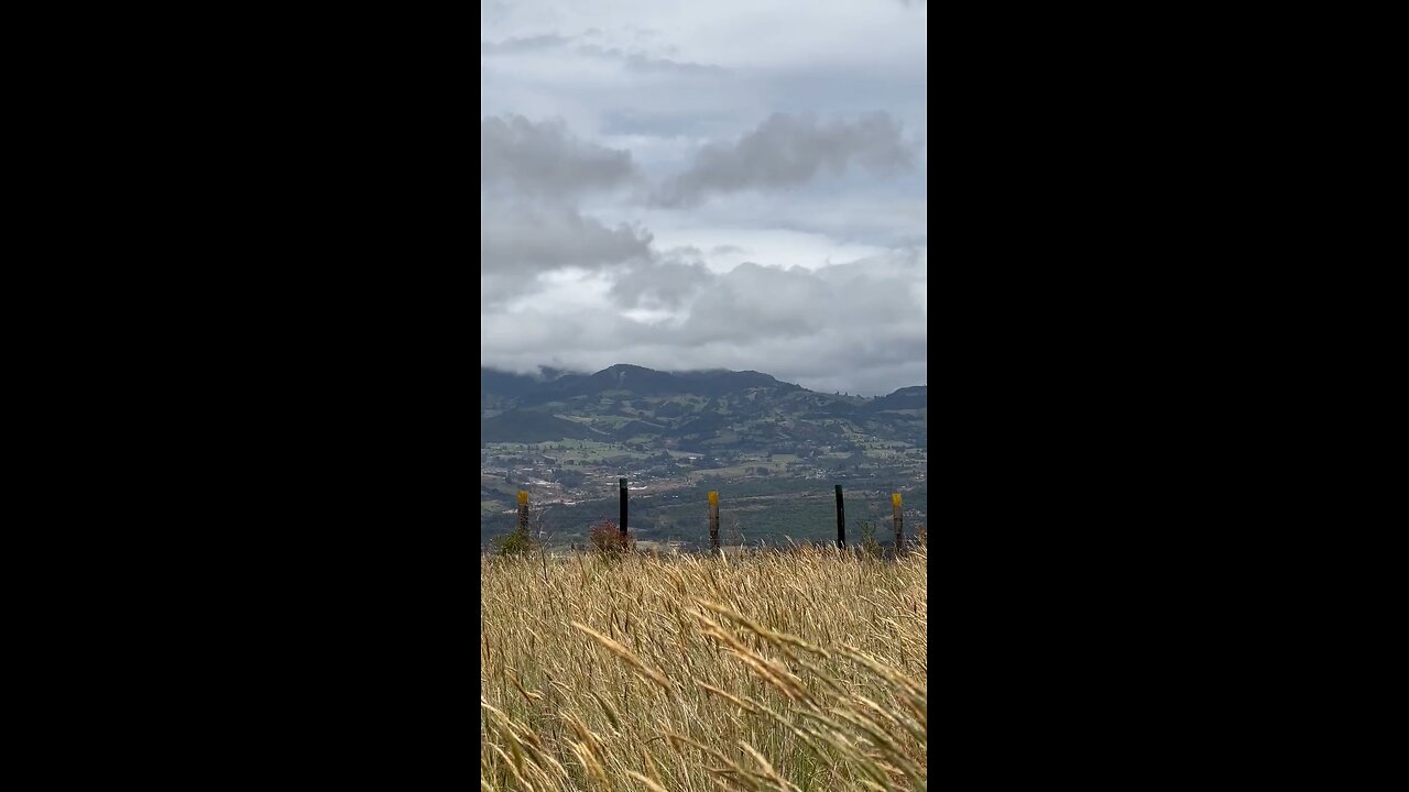 A field of tall grass with mountains in the background