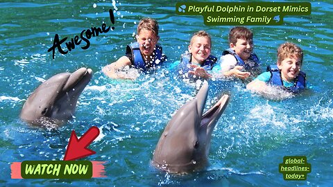 🐬💦 Playful Dolphin in Dorset Mimics Swimming Family 🐬