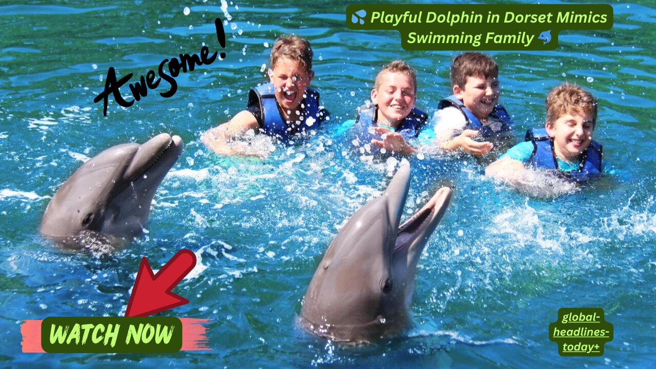 🐬💦 Playful Dolphin in Dorset Mimics Swimming Family 🐬