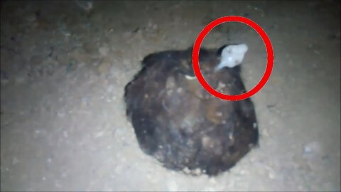 Unknown creature was found in the subway - Mutant or an alien creature