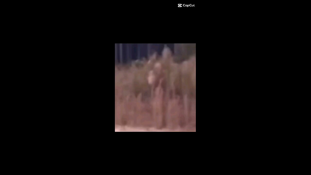 BIGFOOT