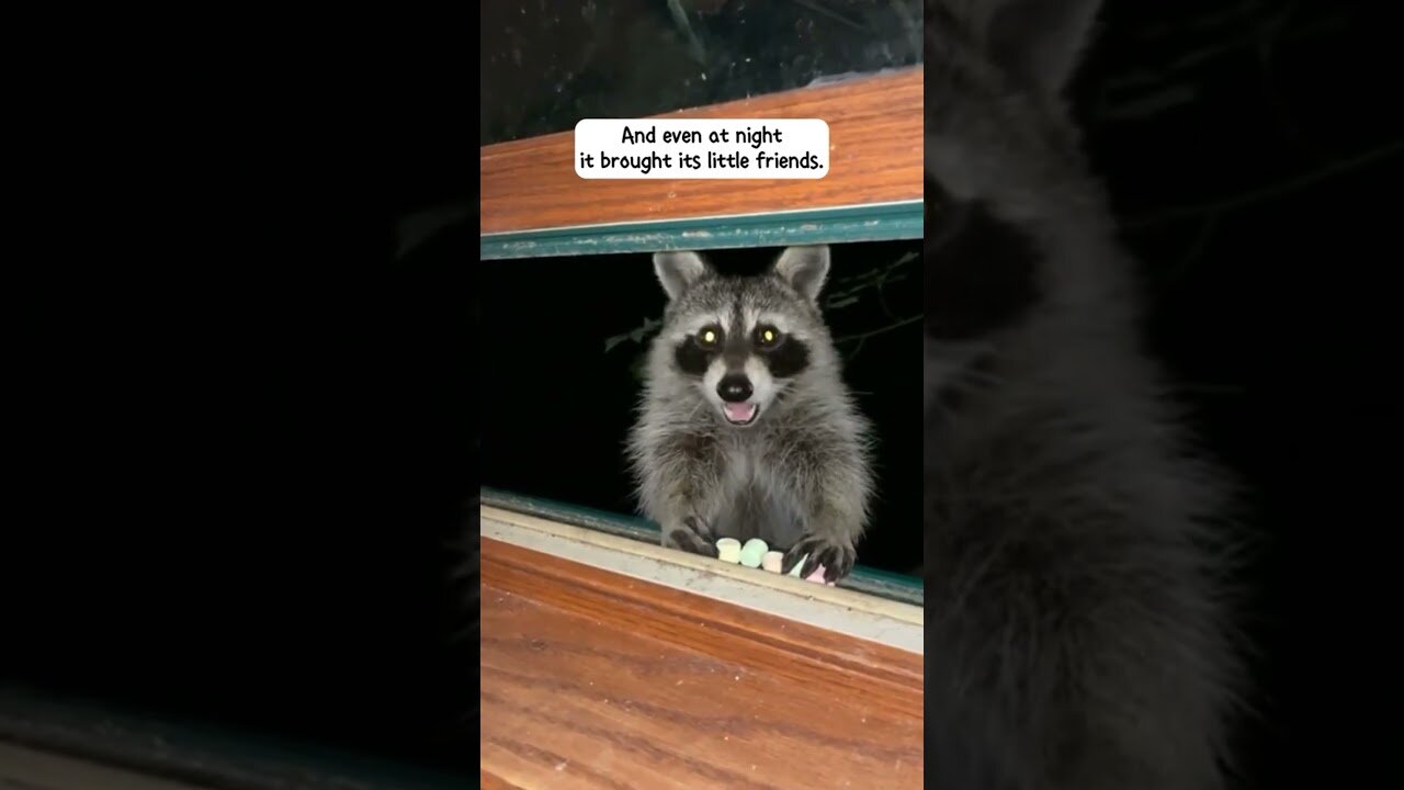 The man wanted to go fishing and eventually became the father of a raccoon