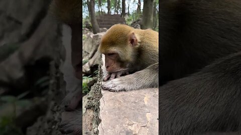 Bad mood monkey