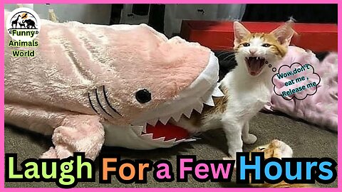 Funny Cats Will Make You Laugh For Hours - NEW 2025
