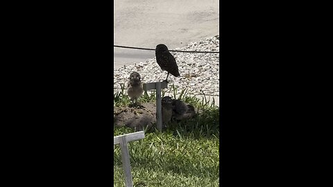 Baby Burrowing Owls Day 11 | 4K