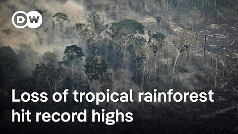 Is the Amazon transitioning from tropical forest to dry savanna? | DW News