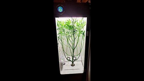 Grow Series Episode 3 Kool-Aid