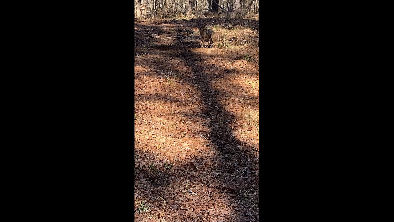 Barking and Howling Coyote! Predator Control, Coyote Trapping