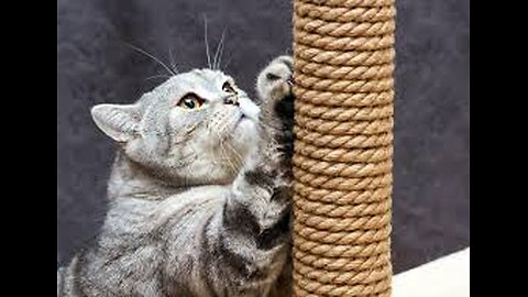 Cats Need To Scratch ! - But Why ?