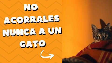 No Acorrales Nunca A Un Gato