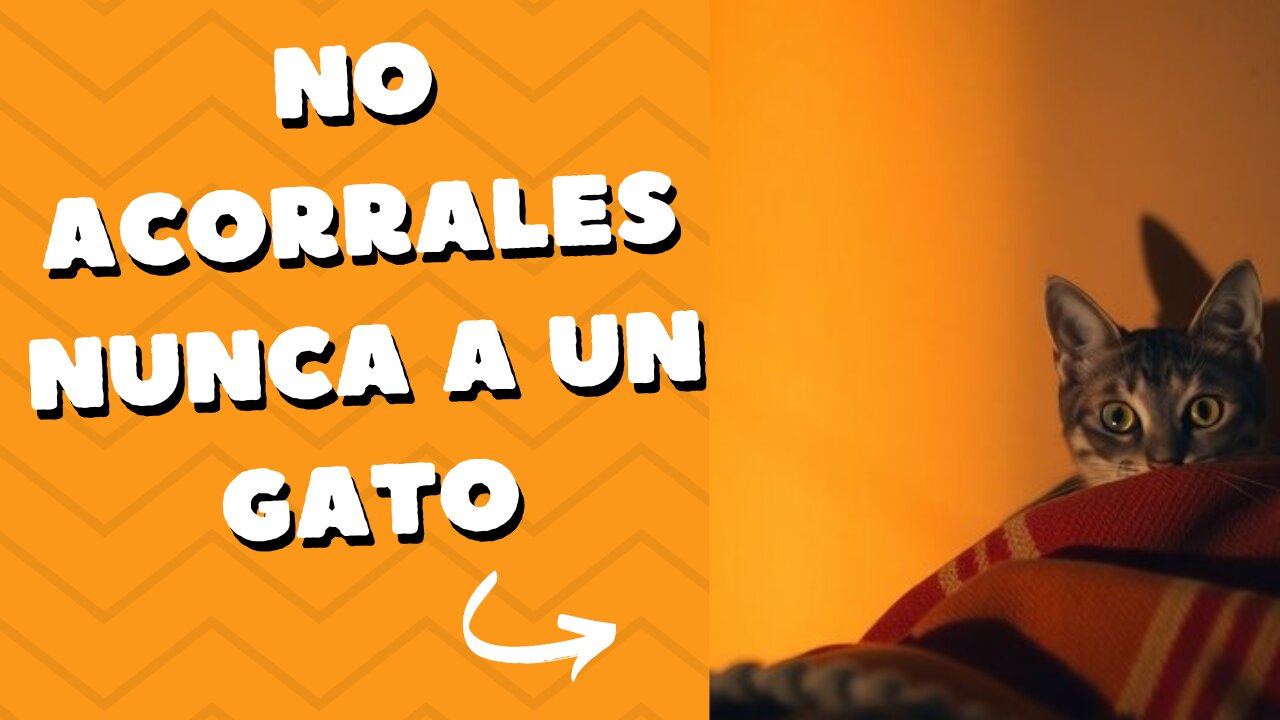 No Acorrales Nunca A Un Gato