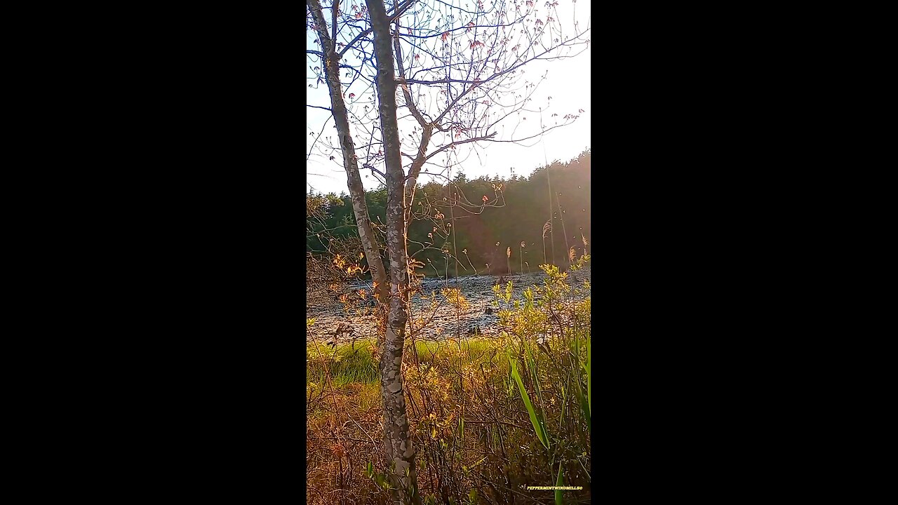 🌱 🌼 𝔖𝔭𝔯𝔦𝔫𝔤𝔱𝔦𝔪𝔢 𝔟𝔶 𝔱𝔥𝔢 𝔏𝔞𝔨𝔢 🏞️