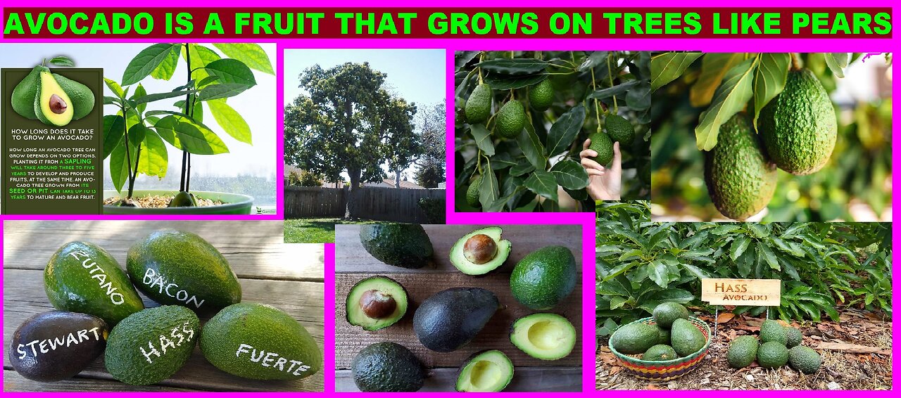 my FIRST Avocado I ever tried to cut & eat. its a vary slippery fruit with a stiff skin