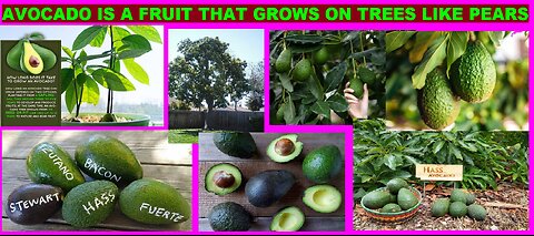 my FIRST Avocado I ever tried to cut & eat. its a vary slippery fruit with a stiff skin