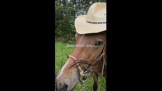 Wildfire sportn' the cowboy hat!