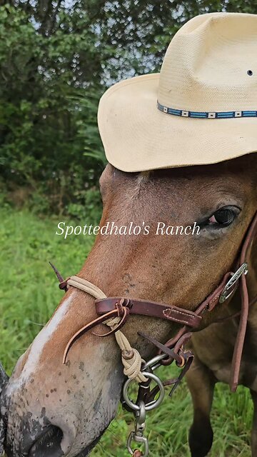 Wildfire sportn' the cowboy hat!